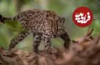 چرا کشف یک گربه کوچک دنیای علم را تکان داد؟ 