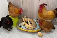 (ویدئو) کلاس آموزشی جوجه داری توسط گربه مشهور به مرغ و خروس های جوان!