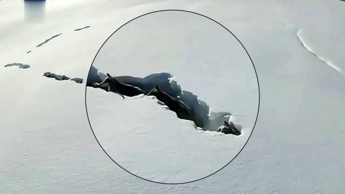 (ویدئو) تصاویر خیره‌کننده از جابجایی گرگ‌ها درون توده‌های برف