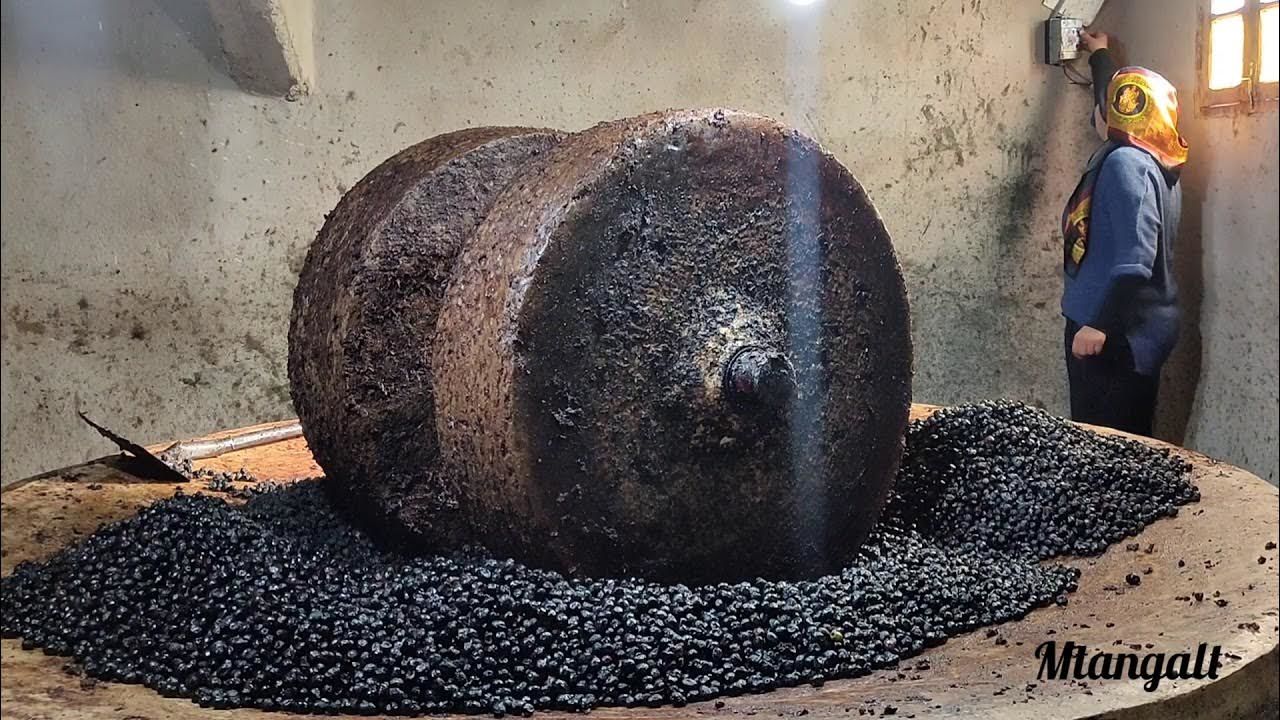 (ویدئو) تهیه 80 کیلوگرم روغن زیتون به روش سنتی توسط بانوی روستایی مراکشی