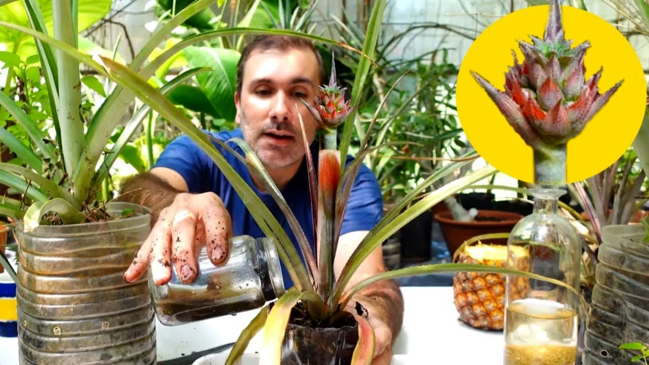 (ویدئو) چگونه آناناسی را که از بازار خریده ایم، در خانه پرورش دهیم؟