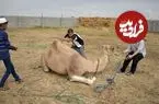 عکس| سفر به ایران قدیم؛ «مردم تهران در مراسم شتر قربانی»؛ یک قرن قبل