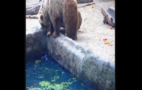 ( ویدیو) نجات جان یک کلاغ توسط خرس