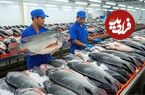 ببینید| نگاهی به مزارع پرورش ماهی تیلاپیا و فرآوری آن ها در چین
