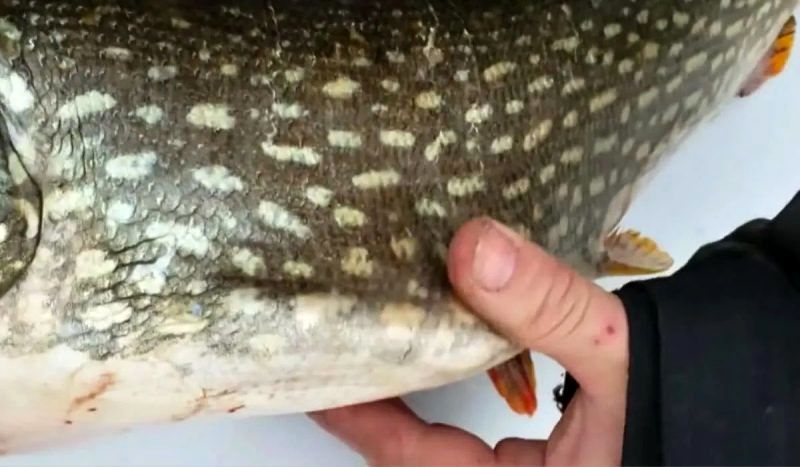 ( ویدیو) ماهی زنده و کامل در شکم ماهی دیگر پیدا شد!