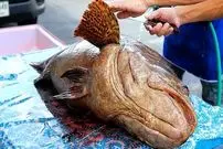 ببینید| غذای خیابانی در تایلند؛ برش و پخت غذا با ماهی هامور غول پیکر در بانکوک