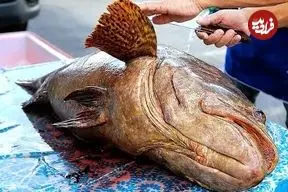 ببینید| غذای خیابانی در تایلند؛ برش و پخت غذا با ماهی هامور غول پیکر در بانکوک