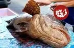 ببینید| غذای خیابانی در تایلند؛ برش و پخت غذا با ماهی هامور غول پیکر در بانکوک