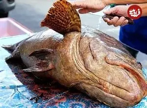 ببینید| غذای خیابانی در تایلند؛ برش و پخت غذا با ماهی هامور غول پیکر در بانکوک