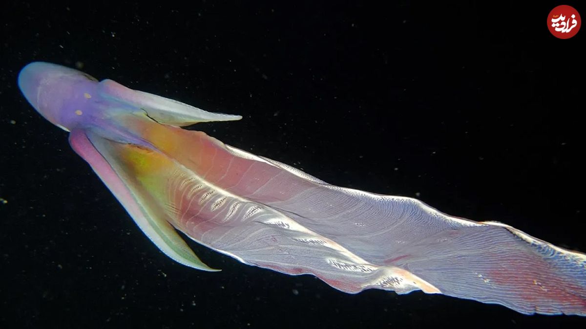 (ویدئو) زیبایی مسحورکنندۀ این جانور دریایی را ببینید!