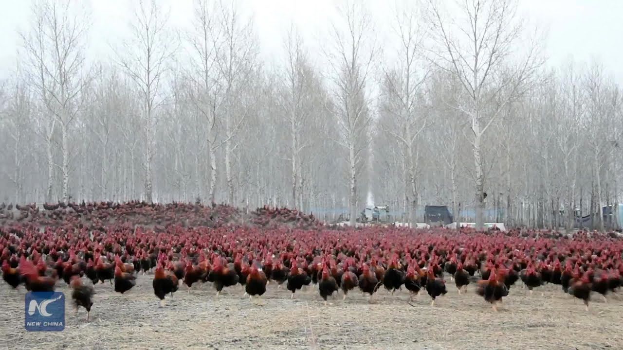 (ویدئو) ببینید این مرد چینی چگونه 70 هزار خروس محلی را پرورش می دهد