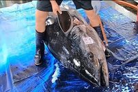 ببینید؛ مهارت استثنایی ماهی فروش تایوانی‌ در برش ماهی تن آبی 400 کیلوگرمی