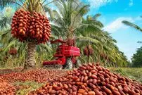 ببینید| چگونه پاکستانی ها هزاران تن خرما را برداشت می کنند؟