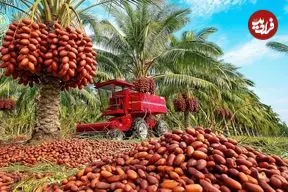 ببینید| چگونه پاکستانی ها هزاران تن خرما را برداشت می کنند؟