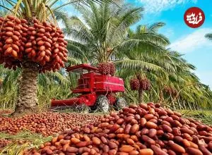 ببینید| چگونه پاکستانی ها هزاران تن خرما را برداشت می کنند؟