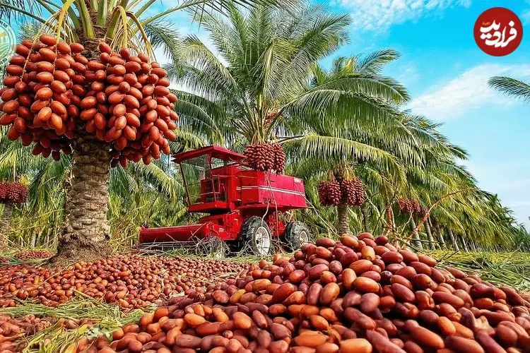 ببینید| چگونه پاکستانی ها هزاران تن خرما را برداشت می کنند؟