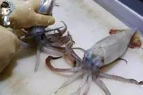 ببینید| غذای خیابانی در کره؛ برش ماهرانه ماهی مرکب و تهیه دو نوع غذا با آن در پوهانگ