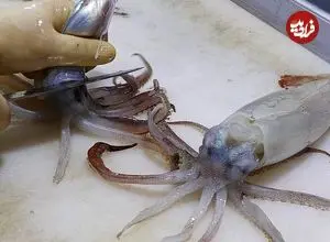 ببینید| غذای خیابانی در کره؛ برش ماهرانه ماهی مرکب و تهیه دو نوع غذا با آن در پوهانگ