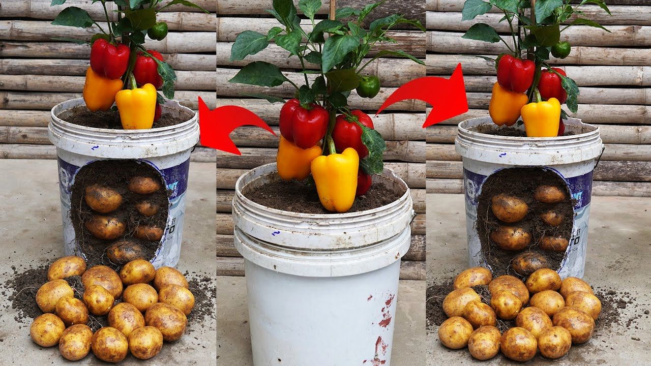 (ویدئو) نحوه کاشت، پرورش و برداشت همزمان سیب زمینی و فلفل دلمه در سطل روی تراس