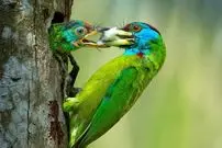 شاهکارهای عکاسی که «مادرانگی» را در حیات وحش به تصویر کشیده‌اند