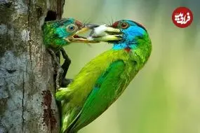 شاهکارهای عکاسی که «مادرانگی» را در حیات وحش به تصویر کشیده‌اند