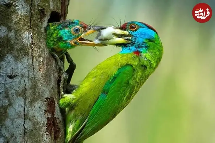 شاهکارهای عکاسی که «مادرانگی» را در حیات وحش به تصویر کشیده‌اند