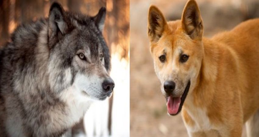 (ویدئو) شیر دادن سگ ماده به توله گرگ هایی که مادرشان را از دست داده اند
