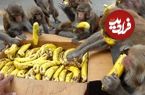 (ویدیو) یورش ده‌ها میمون گرسنه به یک جعبه
