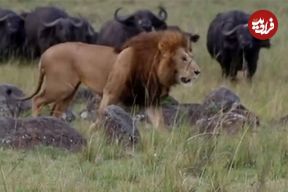 ببینید| فرار دو شیر گرسنه از دست یک گله گاومیش عصبانی