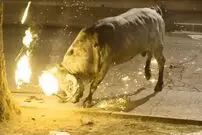 ( ویدیو) رفتار وحشیانه با حیوانات در یک مراسم اروپایی
