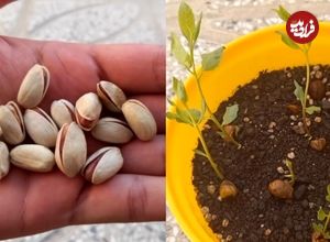 ببینید؛ چگونه در گلدان پسته بکاریم؟