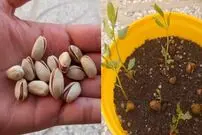 ببینید؛ چگونه در گلدان پسته بکاریم؟