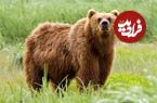 ببینید؛ ساقه طلایی خوردن خرس سبلان در کنار کوهنوردان!