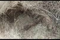 تصاویری از پنج قلو زایی گراز در پارک ملی دنا ثبت شد