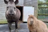 تصاویر| پایان تلخ یک رفاقت غیرمنتظره؛ دو حیوان باغ‌وحش در یک روز اتانازی شدند تا تنها نمانند