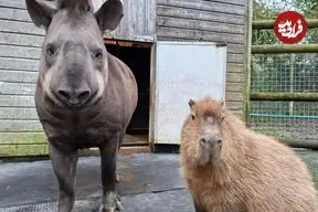 تصاویر| پایان تلخ یک رفاقت غیرمنتظره؛ دو حیوان باغ‌وحش در یک روز اتانازی شدند تا تنها نمانند