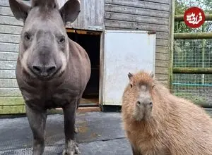 تصاویر| پایان تلخ یک رفاقت غیرمنتظره؛ دو حیوان باغ‌وحش در یک روز اتانازی شدند تا تنها نمانند