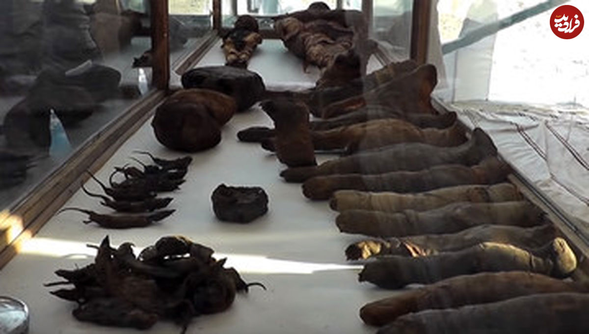 (تصاویر) کشف اجساد مومیایی‌شده پرندگان و حیوانات در مقبره ۲۰۰۰ ساله در مصر