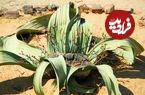 تصاویر؛ ۱۰ گیاه بیابانی که در سخت‌ترین شرایط هم می‌توانند رشد کنند
