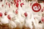 شبیخون واسطه‌ها به بازار پروتئین/ مرغ ۲۸۰ هزار تومانی چگونه ۴۸۰ هزار تومان شد؟