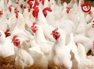 شبیخون واسطه‌ها به بازار پروتئین/ مرغ ۲۸۰ هزار تومانی چگونه ۴۸۰ هزار تومان شد؟