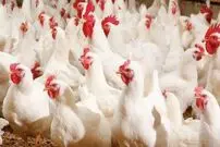 شبیخون واسطه‌ها به بازار پروتئین/ مرغ ۲۸۰ هزار تومانی چگونه ۴۸۰ هزار تومان شد؟