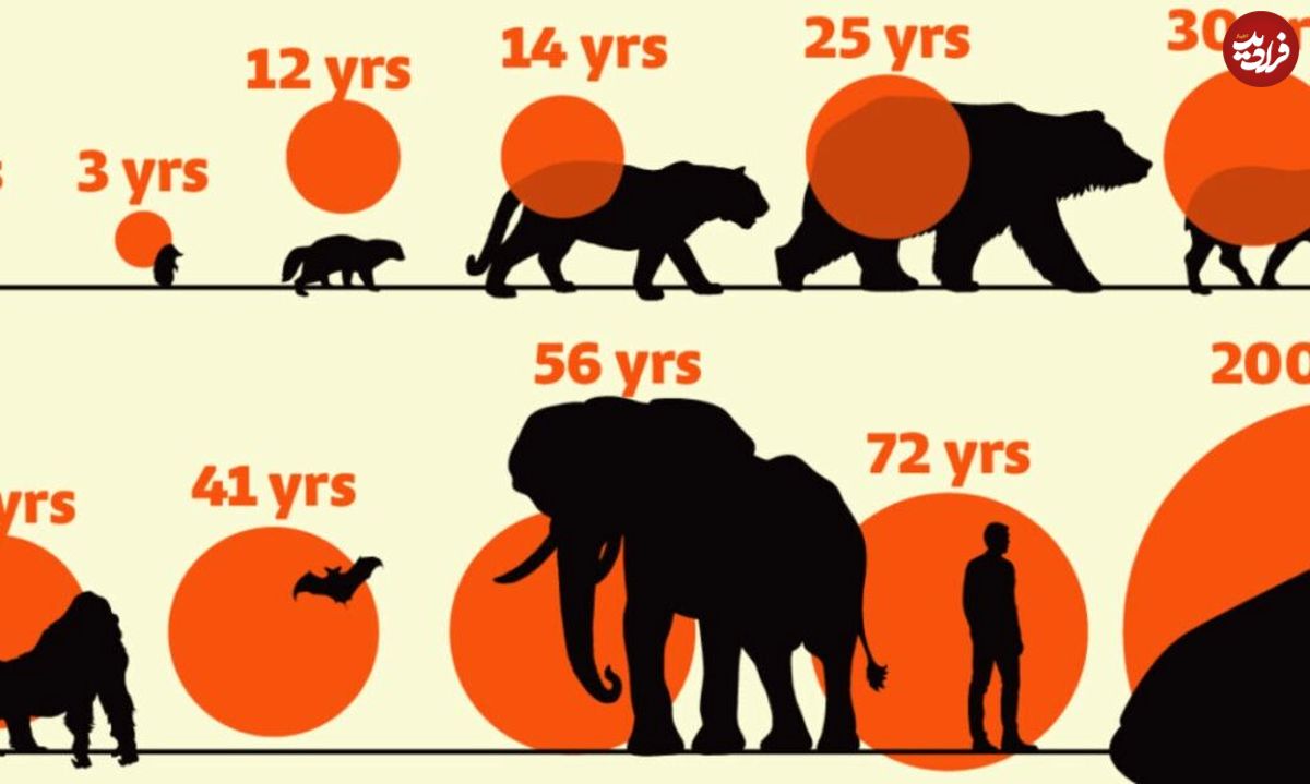 ( اینفوگرافیک ) متوسط طول عمر پستانداران چقدر است؟  
