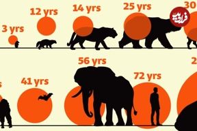 ( اینفوگرافیک ) متوسط طول عمر پستانداران چقدر است؟  