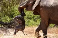 ببینید| صحنه‌ای دردناک از سوگواری یک فیل مادر برای نوزادش