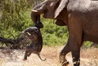 ببینید| صحنه‌ای دردناک از سوگواری یک فیل مادر برای نوزادش