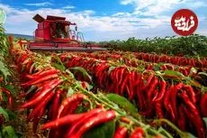 ببینید| چگونه چینی ها صدها تن فلفل قرمز را برداشت و فرآوری می کنند؟