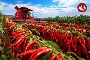 ببینید| چگونه چینی ها صدها تن فلفل قرمز را برداشت و فرآوری می کنند؟