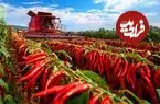 ببینید| چگونه چینی ها صدها تن فلفل قرمز را برداشت و فرآوری می کنند؟