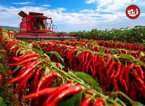 ببینید| چگونه چینی ها صدها تن فلفل قرمز را برداشت و فرآوری می کنند؟